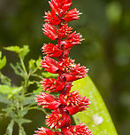 Cipuropsis capituligera - flower closeup, Los Cedros Reserve, Ecuador https://www.jungledragon.com/image/132647/cipuropsis_capituligera_los_cedros_reserve_ecuador.html Cipuropsis capituligera,Ecuador,Ecuador 2021,Fall,Geotagged,Los Cedros Reserve,South America,World