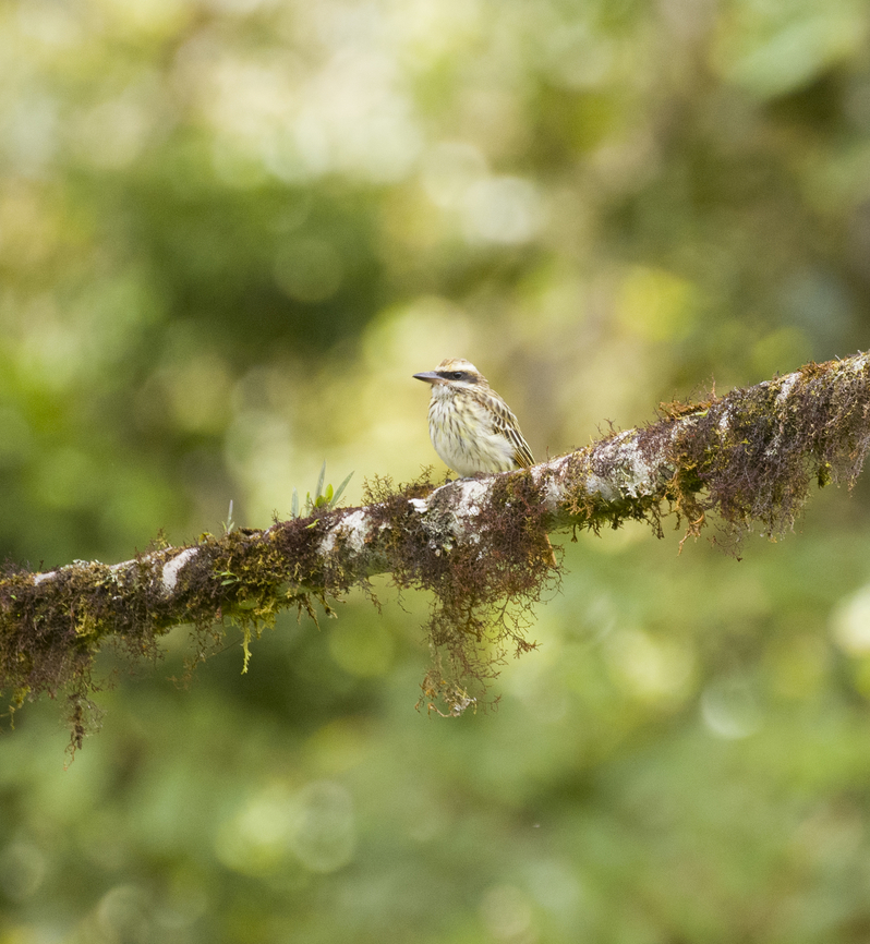 Streaked flycatcher, Los Cedros Reserve, Ecuador  Ecuador,Ecuador 2021,Fall,Geotagged,Los Cedros Reserve,Myiodynastes maculatus,South America,Streaked flycatcher,World