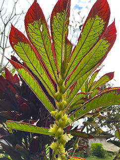 Columnea eburnea, Los Cedros Reserve, Ecuador Columnea medicinalis has similar blood-dipped leafs but it looks to have more vibrant flowers, unlike the palish/yellow ones seen here (in front). Columnea eburnea,Ecuador,Ecuador 2021,Fall,Geotagged,Los Cedros Reserve,South America,World