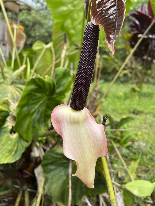 Anthurium sp., Los Cedros Reserve, Ecuador Probably the same as this one, photographed in the same reserve:<br />
<a href="https://www.flickr.com/photos/andreaskay/6947030125/in/album-72157634751162290/" rel="nofollow">https://www.flickr.com/photos/andreaskay/6947030125/in/album-72157634751162290/</a> Ecuador,Ecuador 2021,Fall,Geotagged,Los Cedros Reserve,South America,World