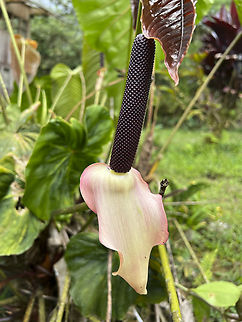 Anthurium sp., Los Cedros Reserve, Ecuador Probably the same as this one, photographed in the same reserve:
https://www.flickr.com/photos/andreaskay/6947030125/in/album-72157634751162290/ Ecuador,Ecuador 2021,Fall,Geotagged,Los Cedros Reserve,South America,World