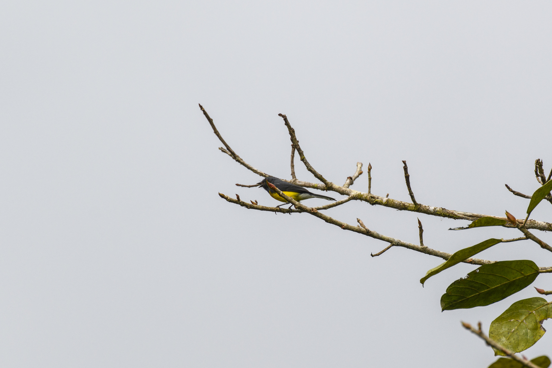 Slate-throated Redstart, Los Cedros Reserve, Ecuador Crappy shot, sorry. Ecuador,Ecuador 2021,Fall,Geotagged,Los Cedros Reserve,Myioborus miniatus,Slate-throated whitestart,South America,World