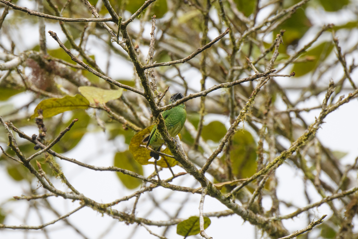 Swallow tanager, Los Cedros Reserve, Ecuador  Ecuador,Ecuador 2021,Fall,Geotagged,Los Cedros Reserve,South America,Swallow tanager,Tersina viridis,World