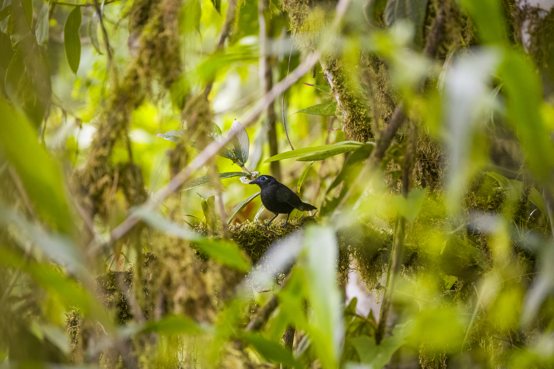 Blue-lored antbird, Los Cedros Reserve, Ecuador An extreme case of luck as this rarely seen antbird performs three perches in the open, in a row. This is the male. The old name is &quot;immaculate antbird&quot;.<br />
<figure class="photo"><a href="https://www.jungledragon.com/image/132663/blue-lored_antbird_-_perched_los_cedros_reserve_ecuador.html" title="Blue-lored antbird - perched, Los Cedros Reserve, Ecuador"><img src="https://s3.amazonaws.com/media.jungledragon.com/images/2/132663_thumb.jpg?AWSAccessKeyId=05GMT0V3GWVNE7GGM1R2&Expires=1759968010&Signature=JyVo%2BQYneEO72s0nCJoXSp9Ypck%3D" width="200" height="134" alt="Blue-lored antbird - perched, Los Cedros Reserve, Ecuador An extreme case of luck as this rarely seen antbird performs three perches in the open, in a row. This is the male. The old name is &quot;immaculate antbird&quot;.<br />
https://www.jungledragon.com/image/132662/blue-lored_antbird_los_cedros_reserve_ecuador.html<br />
https://www.jungledragon.com/image/132664/blue-lored_antbird_-_vertical_perch_los_cedros_reserve_ecuador.html Blue-lored antbird,Ecuador,Ecuador 2021,Fall,Geotagged,Hafferia immaculata,Los Cedros Reserve,South America,World" /></a></figure><br />
<figure class="photo"><a href="https://www.jungledragon.com/image/132664/blue-lored_antbird_-_vertical_perch_los_cedros_reserve_ecuador.html" title="Blue-lored antbird - vertical perch, Los Cedros Reserve, Ecuador"><img src="https://s3.amazonaws.com/media.jungledragon.com/images/2/132664_thumb.jpg?AWSAccessKeyId=05GMT0V3GWVNE7GGM1R2&Expires=1759968010&Signature=4EutVMD1VRgsqqk6wcYPPpXgCK0%3D" width="200" height="134" alt="Blue-lored antbird - vertical perch, Los Cedros Reserve, Ecuador An extreme case of luck as this rarely seen antbird performs three perches in the open, in a row. This is the male. The old name is &quot;immaculate antbird&quot;.<br />
https://www.jungledragon.com/image/132663/blue-lored_antbird_-_perched_los_cedros_reserve_ecuador.html<br />
https://www.jungledragon.com/image/132662/blue-lored_antbird_los_cedros_reserve_ecuador.html Blue-lored antbird,Ecuador,Ecuador 2021,Fall,Geotagged,Hafferia immaculata,Los Cedros Reserve,South America,World" /></a></figure> Blue-lored antbird,Ecuador,Ecuador 2021,Fall,Geotagged,Los Cedros Reserve,Percnostola immaculata,South America,World