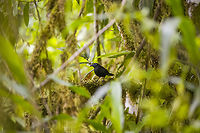 Blue-lored antbird, Los Cedros Reserve, Ecuador An extreme case of luck as this rarely seen antbird performs three perches in the open, in a row. This is the male. The old name is "immaculate antbird".<br />
https://www.jungledragon.com/image/132663/blue-lored_antbird_-_perched_los_cedros_reserve_ecuador.html<br />
https://www.jungledragon.com/image/132664/blue-lored_antbird_-_vertical_perch_los_cedros_reserve_ecuador.html Blue-lored antbird,Ecuador,Ecuador 2021,Fall,Geotagged,Los Cedros Reserve,Percnostola immaculata,South America,World