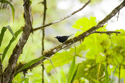 Blue-lored antbird - perched, Los Cedros Reserve, Ecuador An extreme case of luck as this rarely seen antbird performs three perches in the open, in a row. This is the male. The old name is "immaculate antbird".
https://www.jungledragon.com/image/132662/blue-lored_antbird_los_cedros_reserve_ecuador.html
https://www.jungledragon.com/image/132664/blue-lored_antbird_-_vertical_perch_los_cedros_reserve_ecuador.html Blue-lored antbird,Ecuador,Ecuador 2021,Fall,Geotagged,Hafferia immaculata,Los Cedros Reserve,South America,World