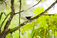 Blue-lored antbird - perched, Los Cedros Reserve, Ecuador An extreme case of luck as this rarely seen antbird performs three perches in the open, in a row. This is the male. The old name is "immaculate antbird".<br />
https://www.jungledragon.com/image/132662/blue-lored_antbird_los_cedros_reserve_ecuador.html<br />
https://www.jungledragon.com/image/132664/blue-lored_antbird_-_vertical_perch_los_cedros_reserve_ecuador.html Blue-lored antbird,Ecuador,Ecuador 2021,Fall,Geotagged,Hafferia immaculata,Los Cedros Reserve,South America,World
