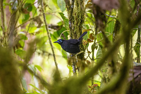 Blue-lored antbird - vertical perch, Los Cedros Reserve, Ecuador An extreme case of luck as this rarely seen antbird performs three perches in the open, in a row. This is the male. The old name is "immaculate antbird".
https://www.jungledragon.com/image/132663/blue-lored_antbird_-_perched_los_cedros_reserve_ecuador.html
https://www.jungledragon.com/image/132662/blue-lored_antbird_los_cedros_reserve_ecuador.html Blue-lored antbird,Ecuador,Ecuador 2021,Fall,Geotagged,Hafferia immaculata,Los Cedros Reserve,South America,World