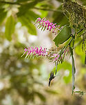 Cavendishia grandifolia, Los Cedros Reserve, Ecuador Being visited by a White-whiskered hermit. Cavendishia grandifolia,Ecuador,Ecuador 2021,Fall,Geotagged,Los Cedros Reserve,South America,World
