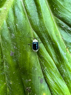 Asphaera boliviensis, Los Cedros Reserve, Ecuador Sloppy smartphone photo, sorry. Asphaera boliviensis,Ecuador,Ecuador 2021,Fall,Geotagged,Los Cedros Reserve,South America,World