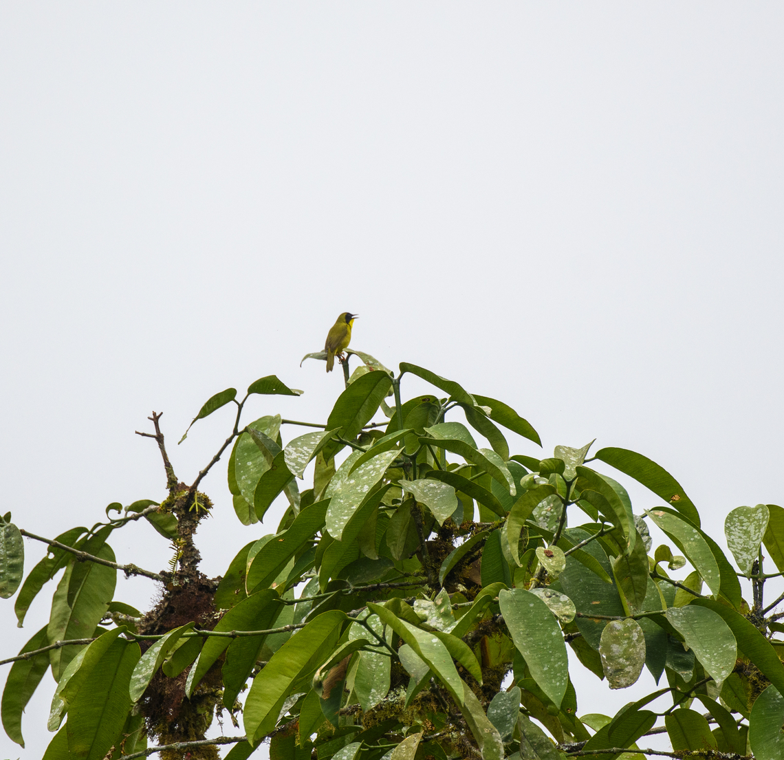 Olive-crowned yellowthroat, Los Cedros Reserve, Ecuador  Ecuador,Ecuador 2021,Fall,Geotagged,Geothlypis semiflava,Los Cedros Reserve,Olive-crowned yellowthroat,South America,World