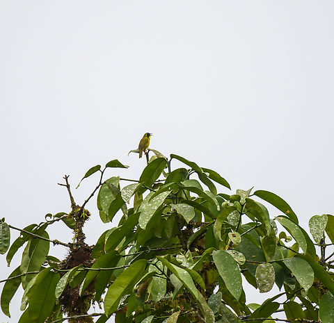 Olive-crowned yellowthroat, Los Cedros Reserve, Ecuador  Ecuador,Ecuador 2021,Fall,Geotagged,Geothlypis semiflava,Los Cedros Reserve,Olive-crowned yellowthroat,South America,World