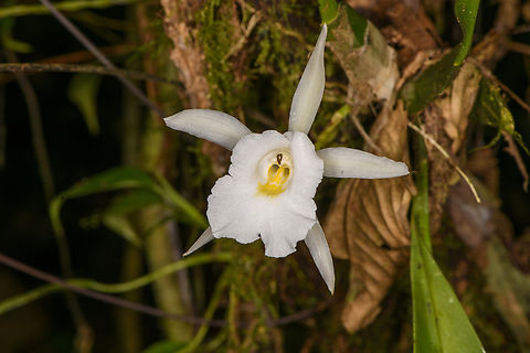 Trichopilia hennisiana, Los Cedros Reserve, Ecuador https://www.jungledragon.com/image/132669/trichopilia_hennisiana_-_closeup_los_cedros_reserve_ecuador.html Ecuador,Ecuador 2021,Fall,Geotagged,Los Cedros Reserve,South America,Trichopilia hennisiana,World