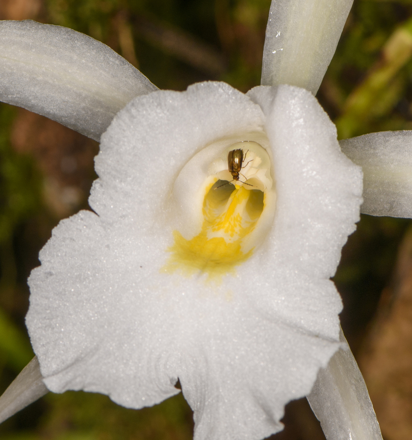 Trichopilia hennisiana - closeup, Los Cedros Reserve, Ecuador <figure class="photo"><a href="https://www.jungledragon.com/image/132668/trichopilia_hennisiana_los_cedros_reserve_ecuador.html" title="Trichopilia hennisiana, Los Cedros Reserve, Ecuador"><img src="https://s3.amazonaws.com/media.jungledragon.com/images/2/132668_thumb.jpg?AWSAccessKeyId=05GMT0V3GWVNE7GGM1R2&Expires=1769040010&Signature=JkmidNYWGchx1buY0WrtgN66ejk%3D" width="200" height="134" alt="Trichopilia hennisiana, Los Cedros Reserve, Ecuador https://www.jungledragon.com/image/132669/trichopilia_hennisiana_-_closeup_los_cedros_reserve_ecuador.html Ecuador,Ecuador 2021,Fall,Geotagged,Los Cedros Reserve,South America,Trichopilia hennisiana,World" /></a></figure> Ecuador,Ecuador 2021,Fall,Geotagged,Los Cedros Reserve,South America,Trichopilia hennisiana,World