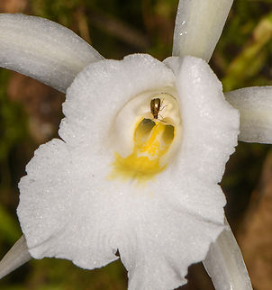 Trichopilia hennisiana - closeup, Los Cedros Reserve, Ecuador https://www.jungledragon.com/image/132668/trichopilia_hennisiana_los_cedros_reserve_ecuador.html Ecuador,Ecuador 2021,Fall,Geotagged,Los Cedros Reserve,South America,Trichopilia hennisiana,World