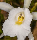 Trichopilia hennisiana - closeup, Los Cedros Reserve, Ecuador https://www.jungledragon.com/image/132668/trichopilia_hennisiana_los_cedros_reserve_ecuador.html Ecuador,Ecuador 2021,Fall,Geotagged,Los Cedros Reserve,South America,Trichopilia hennisiana,World