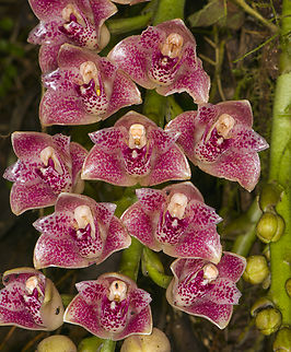 Lycomormium ecuadorense - closeup, Los Cedros Reserve, Ecuador What's remarkable about this orchid (other than it being endemic and rare) is that they are as hard as a plastic plant.
https://www.jungledragon.com/image/132671/lycomormium_ecuadorense_los_cedros_reserve_ecuador.html Ecuador,Ecuador 2021,Fall,Geotagged,Los Cedros Reserve,Lycomormium ecuadorense,South America,World