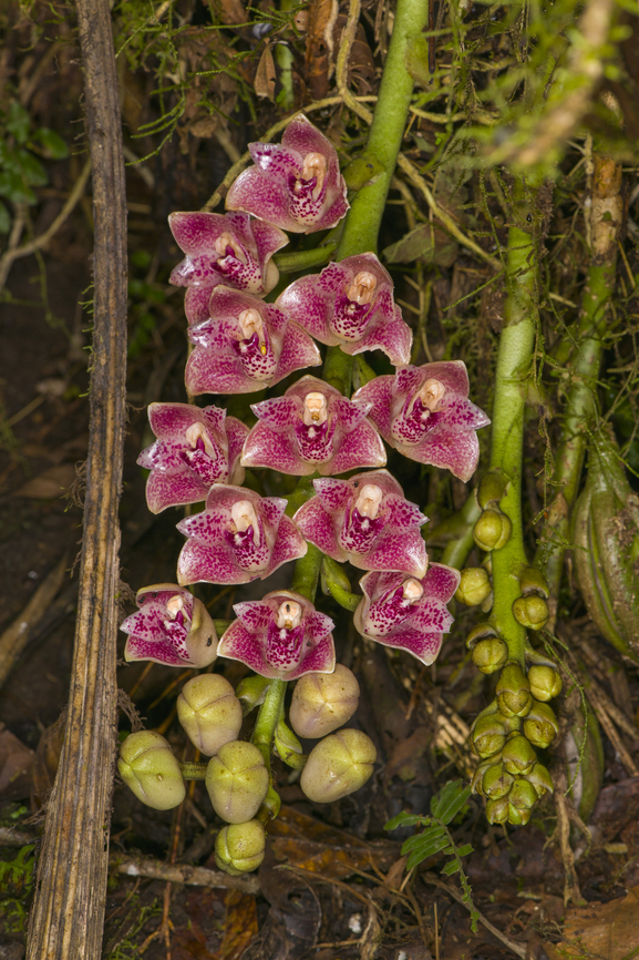 Lycomormium ecuadorense, Los Cedros Reserve, Ecuador What&#039;s remarkable about this orchid (other than it being endemic and rare) is that they are as hard as a plastic plant.<br />
<figure class="photo"><a href="https://www.jungledragon.com/image/132670/lycomormium_ecuadorense_-_closeup_los_cedros_reserve_ecuador.html" title="Lycomormium ecuadorense - closeup, Los Cedros Reserve, Ecuador"><img src="https://s3.amazonaws.com/media.jungledragon.com/images/2/132670_thumb.jpg?AWSAccessKeyId=05GMT0V3GWVNE7GGM1R2&Expires=1759968010&Signature=LbsHM5Rw5gBWpv8ifmG9N27ulSg%3D" width="126" height="152" alt="Lycomormium ecuadorense - closeup, Los Cedros Reserve, Ecuador What&#039;s remarkable about this orchid (other than it being endemic and rare) is that they are as hard as a plastic plant.<br />
https://www.jungledragon.com/image/132671/lycomormium_ecuadorense_los_cedros_reserve_ecuador.html Ecuador,Ecuador 2021,Fall,Geotagged,Los Cedros Reserve,Lycomormium ecuadorense,South America,World" /></a></figure> Ecuador,Ecuador 2021,Fall,Geotagged,Los Cedros Reserve,Lycomormium ecuadorense,South America,World