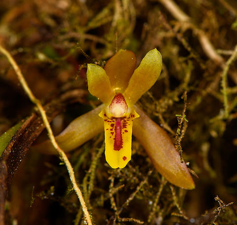 Maxillaria acutifolia, Los Cedros Reserve, Eduador  Ecuador,Ecuador 2021,Fall,Geotagged,Los Cedros Reserve,Maxillaria acutifolia,South America,World