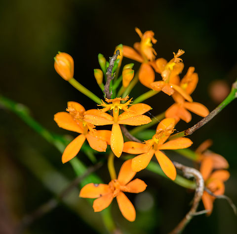 Epidendrum radicans, Los Cedros Reserve, Ecuador  Ecuador,Ecuador 2021,Epidendrum radicans,Fall,Fire-star Orchid,Geotagged,Los Cedros Reserve,South America,World