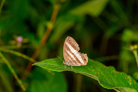 White Satyr, Los Cedros Reserve, Ecuador With damaged wings and faded eyes. The fading of the eyes seems common, might be because its old. Ecuador,Ecuador 2021,Fall,Geotagged,Los Cedros Reserve,Pareuptychia ocirrhoe,South America,World