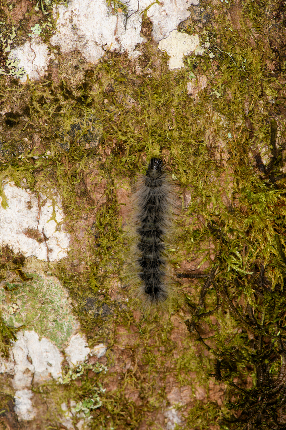 Hairy black caterpillar, Los Cedros Reserve, Ecuador Erebidae. Ecuador,Ecuador 2021,Fall,Geotagged,Los Cedros Reserve,South America,World