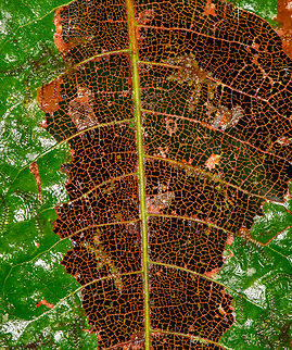 Skeletonized leaf, Los Cedros Reserve, Ecuador  Ecuador,Ecuador 2021,Fall,Geotagged,Los Cedros Reserve,South America,World