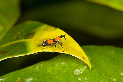 Rhodobaenus augustinus, Los Cedros Reserve, Ecuador  Ecuador,Ecuador 2021,Fall,Geotagged,Los Cedros Reserve,Rhodobaenus augustinus,South America,World
