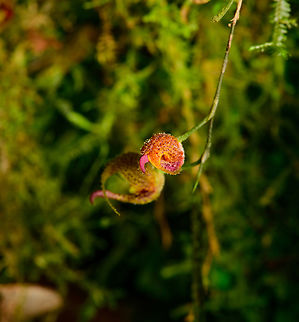 Scaphosepalum beluosum - side view, Los Cedros Reserve, Ecuador https://www.jungledragon.com/image/132679/scaphosepalum_beluosum_los_cedros_reserve_ecuador.html Ecuador,Ecuador 2021,Fall,Geotagged,Los Cedros Reserve,Scaphosepalum beluosum,South America,World