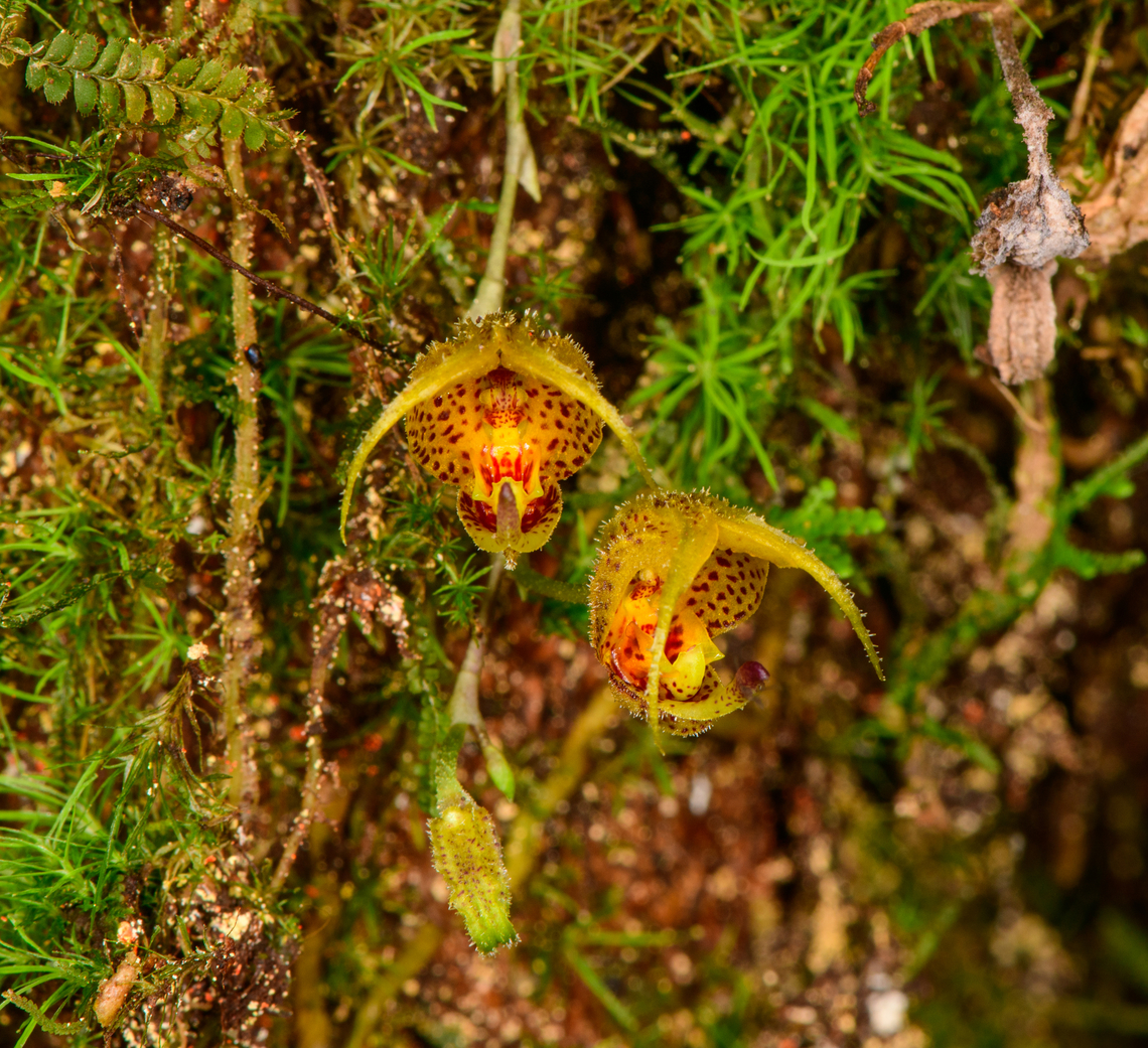Scaphosepalum beluosum, Los Cedros Reserve, Ecuador <figure class="photo"><a href="https://www.jungledragon.com/image/132678/scaphosepalum_beluosum_-_side_view_los_cedros_reserve_ecuador.html" title="Scaphosepalum beluosum - side view, Los Cedros Reserve, Ecuador"><img src="https://s3.amazonaws.com/media.jungledragon.com/images/2/132678_thumb.jpg?AWSAccessKeyId=05GMT0V3GWVNE7GGM1R2&Expires=1770854410&Signature=hJZCmG79F50SAPZUf9Ulknkkreo%3D" width="142" height="152" alt="Scaphosepalum beluosum - side view, Los Cedros Reserve, Ecuador https://www.jungledragon.com/image/132679/scaphosepalum_beluosum_los_cedros_reserve_ecuador.html Ecuador,Ecuador 2021,Fall,Geotagged,Los Cedros Reserve,Scaphosepalum beluosum,South America,World" /></a></figure> Ecuador,Ecuador 2021,Fall,Geotagged,Los Cedros Reserve,Monsterous Flower Scaphosepalum,Scaphosepalum beluosum,South America,World