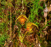 Scaphosepalum beluosum, Los Cedros Reserve, Ecuador https://www.jungledragon.com/image/132678/scaphosepalum_beluosum_-_side_view_los_cedros_reserve_ecuador.html Ecuador,Ecuador 2021,Fall,Geotagged,Los Cedros Reserve,Monsterous Flower Scaphosepalum,Scaphosepalum beluosum,South America,World