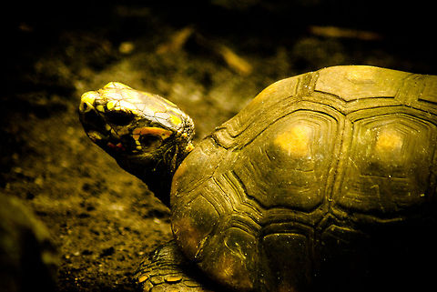 Aging turtle Closeup of an aging small turtle in the Arnhem zoo. Arnhem Zoo,Red-eared slider,Reptiles,Trachemys scripta elegans,Turtle