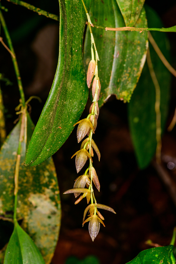 Stelis restrepioides, Los Cedros Reserve, Ecuador Note that Stelis restrepioides is a species complex that is likely to lead to multiple individual species in the future.<br />
<figure class="photo"><a href="https://www.jungledragon.com/image/132893/stelis_restrepioides_-_flower_los_cedros_reserve_ecuador.html" title="Stelis restrepioides - flower, Los Cedros Reserve, Ecuador"><img src="https://s3.amazonaws.com/media.jungledragon.com/images/2/132893_thumb.jpg?AWSAccessKeyId=05GMT0V3GWVNE7GGM1R2&Expires=1759968010&Signature=jlvi%2FTBHy6%2BMIoH34vbBBWTbAUY%3D" width="136" height="152" alt="Stelis restrepioides - flower, Los Cedros Reserve, Ecuador Note that Stelis restrepioides is a species complex that is likely to lead to multiple individual species in the future.<br />
https://www.jungledragon.com/image/132892/stelis_restrepioides_los_cedros_reserve_ecuador.html Ecuador,Ecuador 2021,Fall,Geotagged,Los Cedros Reserve,South America,Stelis restrepioides,World" /></a></figure> Ecuador,Ecuador 2021,Fall,Geotagged,Los Cedros Reserve,South America,Stelis restrepioides,World