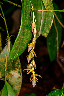 Stelis restrepioides, Los Cedros Reserve, Ecuador Note that Stelis restrepioides is a species complex that is likely to lead to multiple individual species in the future.
https://www.jungledragon.com/image/132893/stelis_restrepioides_-_flower_los_cedros_reserve_ecuador.html Ecuador,Ecuador 2021,Fall,Geotagged,Los Cedros Reserve,South America,Stelis restrepioides,World