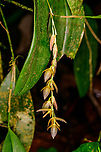 Stelis restrepioides, Los Cedros Reserve, Ecuador Note that Stelis restrepioides is a species complex that is likely to lead to multiple individual species in the future.<br />
https://www.jungledragon.com/image/132893/stelis_restrepioides_-_flower_los_cedros_reserve_ecuador.html Ecuador,Ecuador 2021,Fall,Geotagged,Los Cedros Reserve,South America,Stelis restrepioides,World