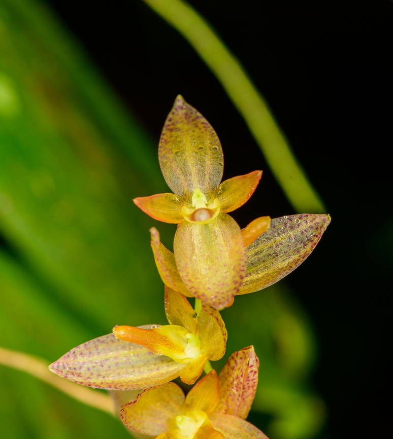 Stelis restrepioides - flower, Los Cedros Reserve, Ecuador Note that Stelis restrepioides is a species complex that is likely to lead to multiple individual species in the future.<br />
<figure class="photo"><a href="https://www.jungledragon.com/image/132892/stelis_restrepioides_los_cedros_reserve_ecuador.html" title="Stelis restrepioides, Los Cedros Reserve, Ecuador"><img src="https://s3.amazonaws.com/media.jungledragon.com/images/2/132892_thumb.jpg?AWSAccessKeyId=05GMT0V3GWVNE7GGM1R2&Expires=1759968010&Signature=4DHYgW6QwVMKwd%2BZFNBjpJFsUE4%3D" width="102" height="152" alt="Stelis restrepioides, Los Cedros Reserve, Ecuador Note that Stelis restrepioides is a species complex that is likely to lead to multiple individual species in the future.<br />
https://www.jungledragon.com/image/132893/stelis_restrepioides_-_flower_los_cedros_reserve_ecuador.html Ecuador,Ecuador 2021,Fall,Geotagged,Los Cedros Reserve,South America,Stelis restrepioides,World" /></a></figure> Ecuador,Ecuador 2021,Fall,Geotagged,Los Cedros Reserve,South America,Stelis restrepioides,World