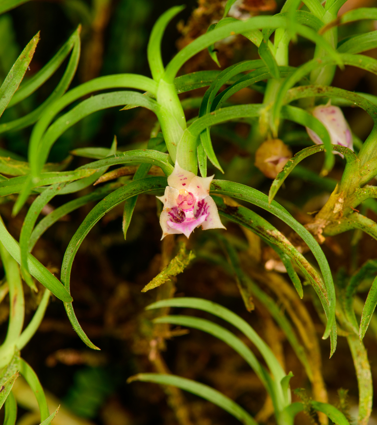 Dichaea ecuadorensis, Los Cedros Reserve, Ecuador  Dichaea ecuadorensis,Ecuador,Ecuador 2021,Fall,Geotagged,Los Cedros Reserve,South America,World