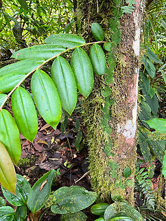 Marcgravia sp., Los Cedros Reserve, Ecuador The climbing vine on the bark of the tree and the big branch of leafs on the left come from the same plant. Ecuador,Ecuador 2021,Fall,Geotagged,Los Cedros Reserve,South America,World