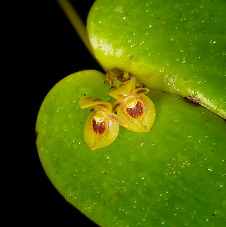 Pleurothallis crossota - flowers, Los Cedros Reserve, Ecuador  Ecuador,Ecuador 2021,Fall,Geotagged,Los Cedros Reserve,Pleurothallis crossota,South America,World