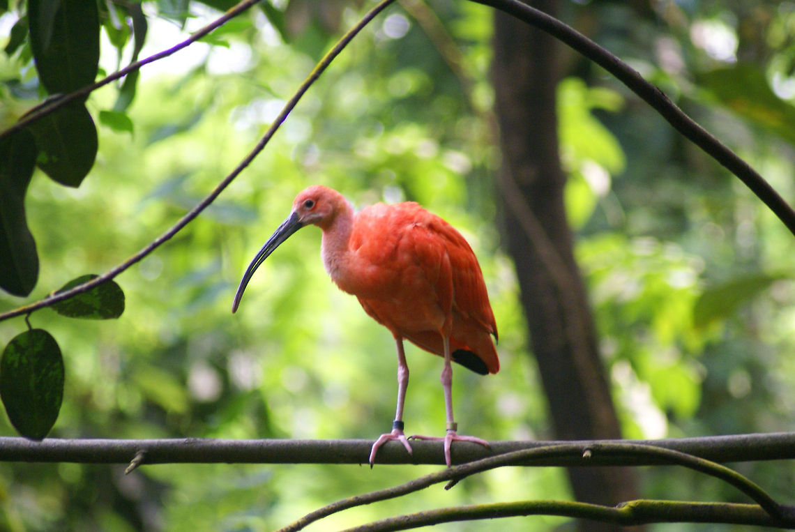 Red Ibis on a branch A Red Ibis, officially name &quot;Scarlet Ibis&quot;, stands on a branch in the Arnhem zoo. They start out in life with white feathers. Arnhem Zoo,Birds,Eudocimus ruber,Ibis,Scarlet Ibis
