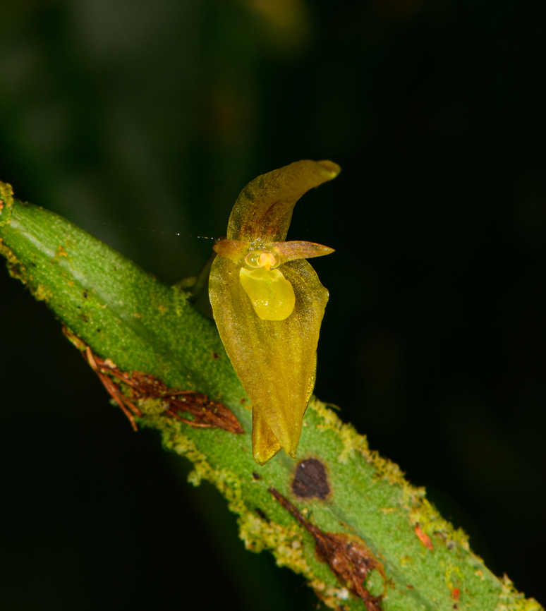 Pleurothallis ensata - flower, Los Cedros Reserve, Ecuador ID by Mark Wilson.<br />
<figure class="photo"><a href="https://www.jungledragon.com/image/132901/pleurothallis_ensata_los_cedros_reserve_ecuador.html" title="Pleurothallis ensata, Los Cedros Reserve, Ecuador"><img src="https://s3.amazonaws.com/media.jungledragon.com/images/2/132901_thumb.jpg?AWSAccessKeyId=05GMT0V3GWVNE7GGM1R2&Expires=1769040010&Signature=V4RrbM44c3sTSXA6CbKFTZ1Sijg%3D" width="200" height="128" alt="Pleurothallis ensata, Los Cedros Reserve, Ecuador ID by Mark Wilson.<br />
https://www.jungledragon.com/image/132900/pleurothallis_sp._-_flower_los_cedros_reserve_ecuador.html Ecuador,Ecuador 2021,Fall,Geotagged,Los Cedros Reserve,Pleurothallis ensata,South America,World" /></a></figure> Ecuador,Ecuador 2021,Fall,Geotagged,Los Cedros Reserve,Pleurothallis ensata,South America,World