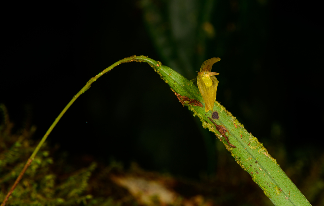 Pleurothallis ensata, Los Cedros Reserve, Ecuador ID by Mark Wilson.<br />
<figure class="photo"><a href="https://www.jungledragon.com/image/132900/pleurothallis_ensata_-_flower_los_cedros_reserve_ecuador.html" title="Pleurothallis ensata - flower, Los Cedros Reserve, Ecuador"><img src="https://s3.amazonaws.com/media.jungledragon.com/images/2/132900_thumb.jpg?AWSAccessKeyId=05GMT0V3GWVNE7GGM1R2&Expires=1769040010&Signature=tPJOMA5l%2FWwN9ZuSw5qbelwM0l8%3D" width="136" height="152" alt="Pleurothallis ensata - flower, Los Cedros Reserve, Ecuador ID by Mark Wilson.<br />
https://www.jungledragon.com/image/132901/pleurothallis_sp._los_cedros_reserve_ecuador.html Ecuador,Ecuador 2021,Fall,Geotagged,Los Cedros Reserve,Pleurothallis ensata,South America,World" /></a></figure> Ecuador,Ecuador 2021,Fall,Geotagged,Los Cedros Reserve,Pleurothallis ensata,South America,World