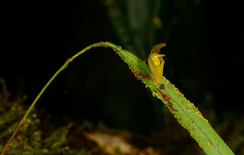 Pleurothallis ensata