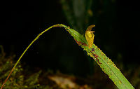 Pleurothallis ensata, Los Cedros Reserve, Ecuador ID by Mark Wilson.<br />
https://www.jungledragon.com/image/132900/pleurothallis_sp._-_flower_los_cedros_reserve_ecuador.html Ecuador,Ecuador 2021,Fall,Geotagged,Los Cedros Reserve,Pleurothallis ensata,South America,World