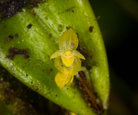 Pleurothallis prolaticollaris, Los Cedros Reserve, Ecuador  Ecuador,Ecuador 2021,Fall,Geotagged,Los Cedros Reserve,Pleurothallis prolaticollaris,South America,World