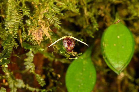 Scaphosepalum dodsonii, Los Cedros Reserve, Ecuador  Ecuador,Ecuador 2021,Fall,Geotagged,Los Cedros Reserve,Scaphosepalum dodsonii,South America,World