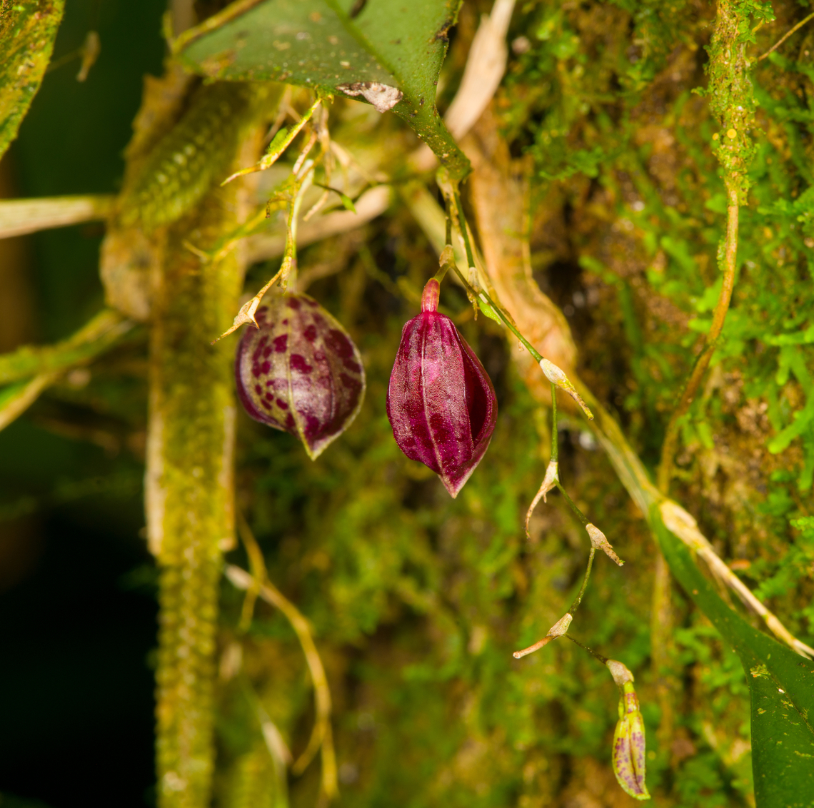 Phloeophila pleurothallopsis, Los Cedros Reserve, Ecuador <figure class="photo"><a href="https://www.jungledragon.com/image/132905/phloeophila_pleurothallopsis_-_flower_1_los_cedros_reserve_ecuador.html" title="Phloeophila pleurothallopsis - flower 1, Los Cedros Reserve, Ecuador"><img src="https://s3.amazonaws.com/media.jungledragon.com/images/2/132905_thumb.jpg?AWSAccessKeyId=05GMT0V3GWVNE7GGM1R2&Expires=1769040010&Signature=b6Ferx%2FphRk0ZlbutVl1D8VIRGs%3D" width="96" height="152" alt="Phloeophila pleurothallopsis - flower 1, Los Cedros Reserve, Ecuador https://www.jungledragon.com/image/132904/zootrophion_dayanum_los_cedros_reserve_ecuador.html<br />
https://www.jungledragon.com/image/132906/zootrophion_dayanum_-_flower_2_los_cedros_reserve_ecuador.html Ecuador,Ecuador 2021,Fall,Geotagged,Los Cedros Reserve,Phloeophila pleurothallopsis,South America,World" /></a></figure><br />
<figure class="photo"><a href="https://www.jungledragon.com/image/132906/zootrophion_dayanum_los_cedros_reserve_ecuador.html" title="Zootrophion dayanum, Los Cedros Reserve, Ecuador"><img src="https://s3.amazonaws.com/media.jungledragon.com/images/2/132906_thumb.jpg?AWSAccessKeyId=05GMT0V3GWVNE7GGM1R2&Expires=1769040010&Signature=gKTgtmQERpKGA12Pe8D3dwkobQI%3D" width="112" height="152" alt="Zootrophion dayanum, Los Cedros Reserve, Ecuador Species in the Zootrophion genus have characteristic fused petals. It's a very difficult genus to ID, current ID is tentative, will try to get it confirmed. Reference:<br />
http://www.orchidspecies.com/zoodayanus.htm Ecuador,Ecuador 2021,Fall,Geotagged,Los Cedros Reserve,South America,World,Zootrophion dayanum" /></a></figure> Ecuador,Ecuador 2021,Fall,Geotagged,Los Cedros Reserve,Phloeophila pleurothallopsis,South America,World
