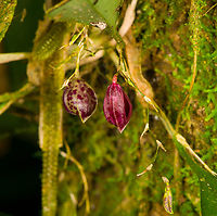 Phloeophila pleurothallopsis, Los Cedros Reserve, Ecuador https://www.jungledragon.com/image/132905/zootrophion_dayanum_-_flower_1_los_cedros_reserve_ecuador.html<br />
https://www.jungledragon.com/image/132906/zootrophion_dayanum_-_flower_2_los_cedros_reserve_ecuador.html Ecuador,Ecuador 2021,Fall,Geotagged,Los Cedros Reserve,Phloeophila pleurothallopsis,South America,World