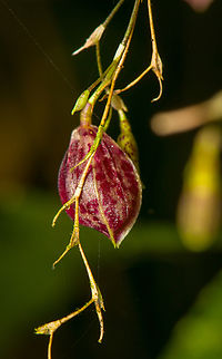 Phloeophila pleurothallopsis