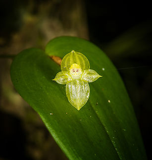Pleurothallis conicostigma, Los Cedros Reserve, Ecuador  Ecuador,Ecuador 2021,Fall,Geotagged,Los Cedros Reserve,Pleurothallis conicostigma,South America,World